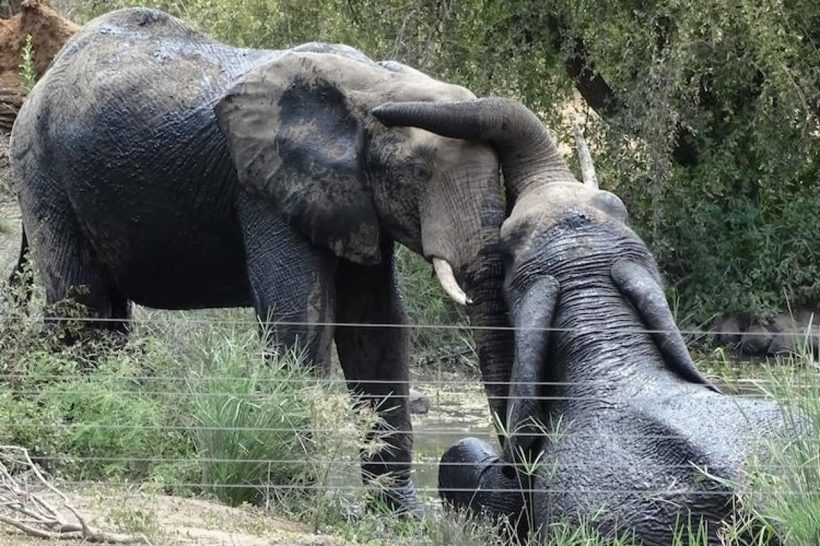 Masodini_Private_Game_Lodge-Hoedspruit-Hotel_outdoor_area-534596