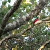 Narina-Trogon Narina-Trogon