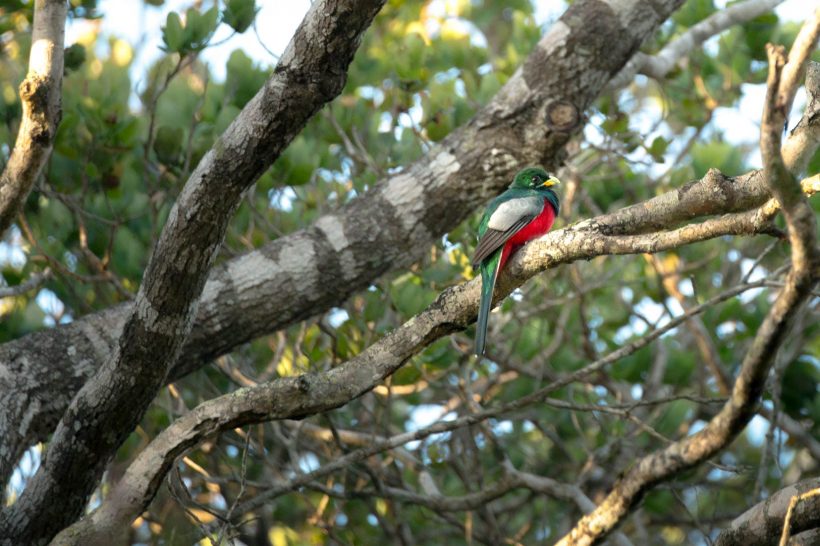 Narina-Trogon Narina-Trogon