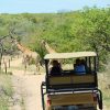 PEZULU GAME DRIVE