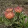 Protea hamiltoni0034 Protea hamiltoni0034