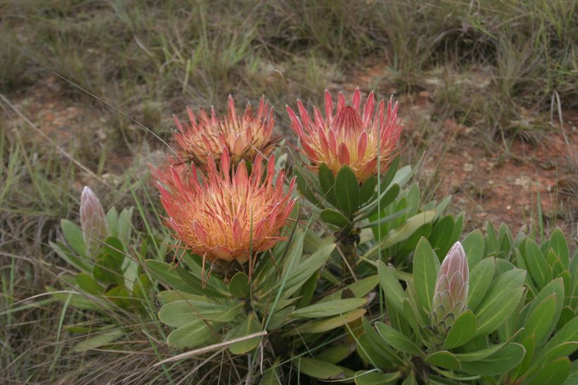 Protea hamiltoni0034 Protea hamiltoni0034