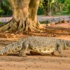 Seronera-Crocodile-farm-108-1080×675