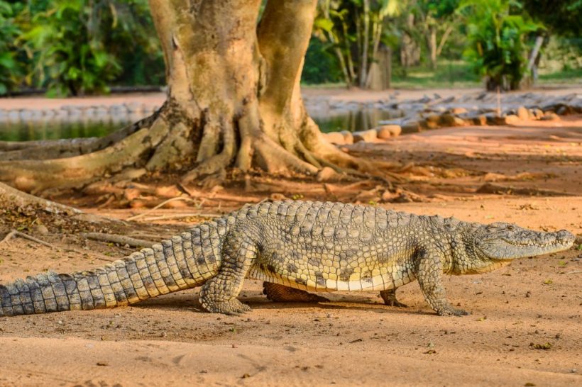 Seronera-Crocodile-farm-108-1080×675