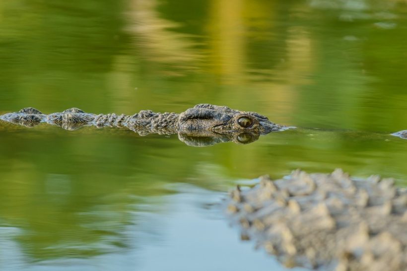 Seronera-Crocodile-farm-120-1080×675