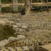 Seronera-Crocodile-farm-15-1080×675