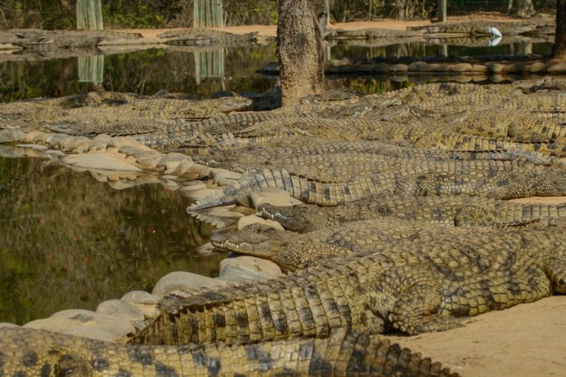 Seronera-Crocodile-farm-15-1080×675