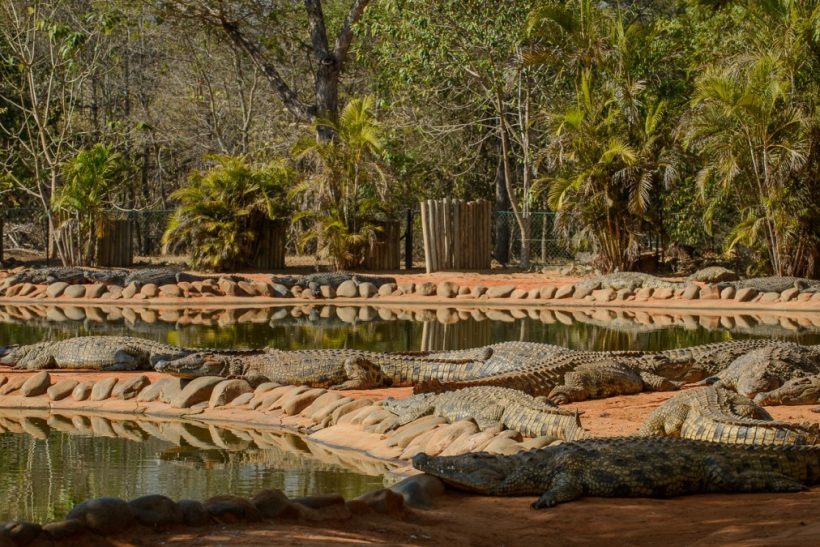 Seronera-Crocodile-farm-16-1080×675