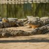 Seronera-Crocodile-farm-2-1080×675