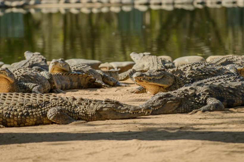 Seronera-Crocodile-farm-2-1080×675