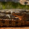 Seronera-Crocodile-farm-25-1080×675