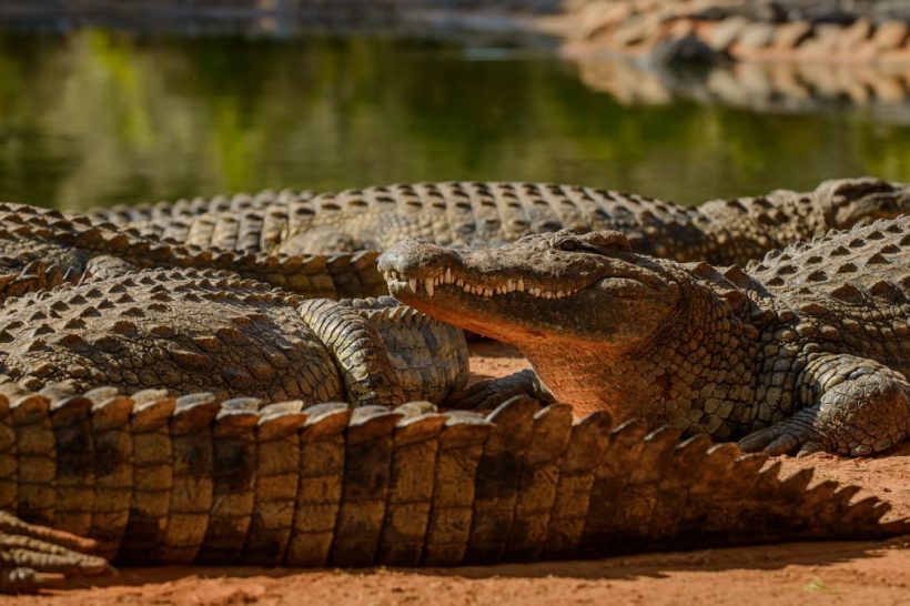 Seronera-Crocodile-farm-25-1080×675