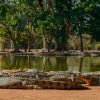 Seronera-Crocodile-farm-34-1080×675