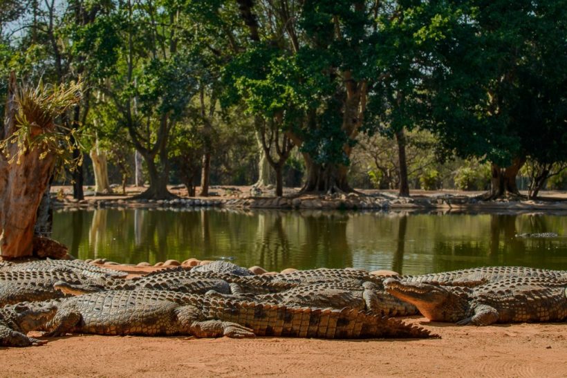 Seronera-Crocodile-farm-34-1080×675