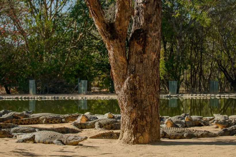 Seronera-Crocodile-farm-5-1080×675