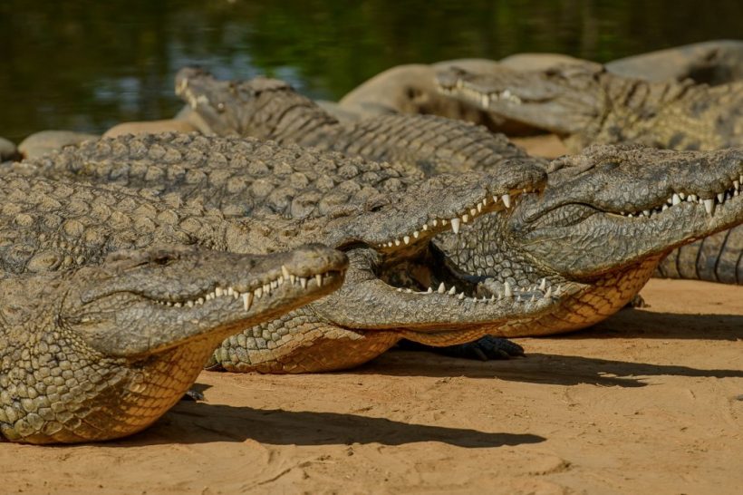 Seronera-Crocodile-farm-9-1080×675