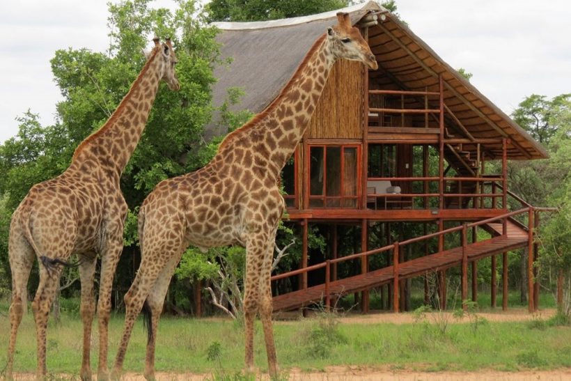 TREE-HOUSE-2-1030x720