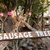 Welcome to Sausage Tree