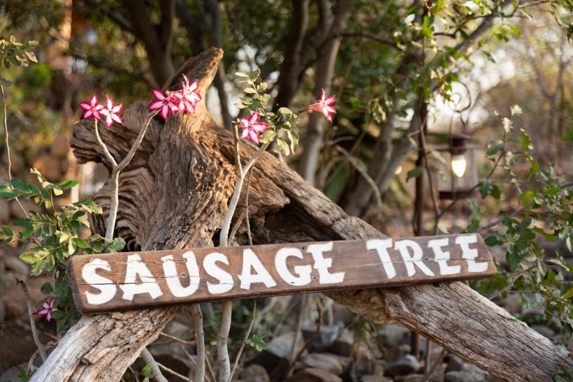 Welcome to Sausage Tree