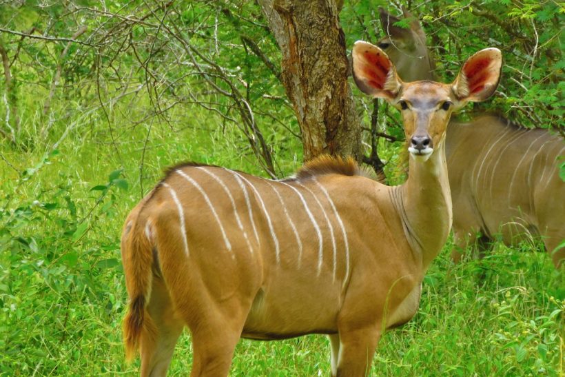 Wild Dog Inn Hoedspruit_Kudu