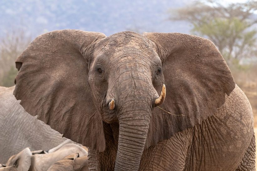 africa-4049050_960_720