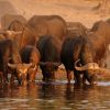 buffalos_at_karongwe