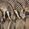 bushglam_luxury_holiday_home__kruger-24-6842