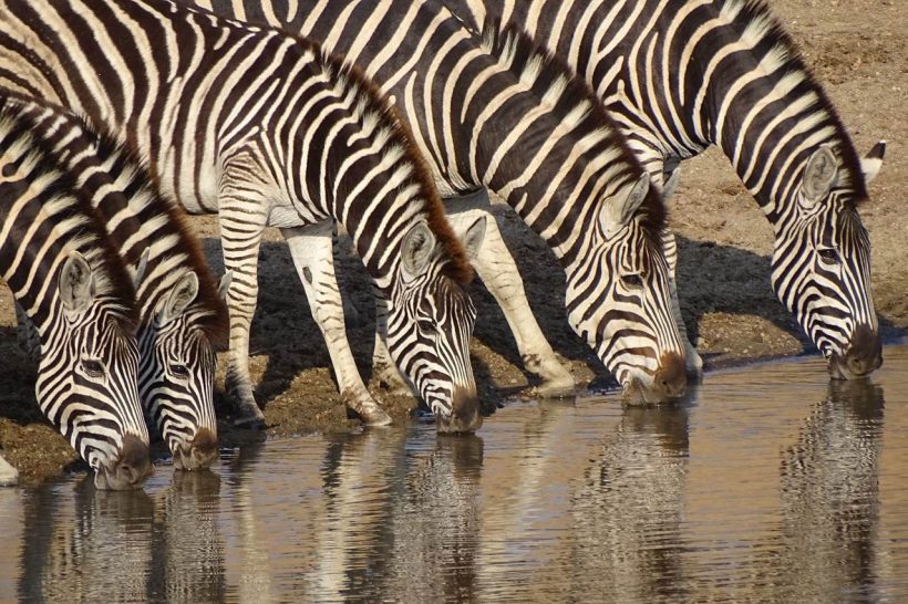 bushglam_luxury_holiday_home__kruger-24-6842