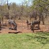 callofthewildlodge_68-x_large