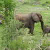 cow-and-calf-