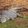 croc-isimangaliso-1 croc-isimangaliso-1