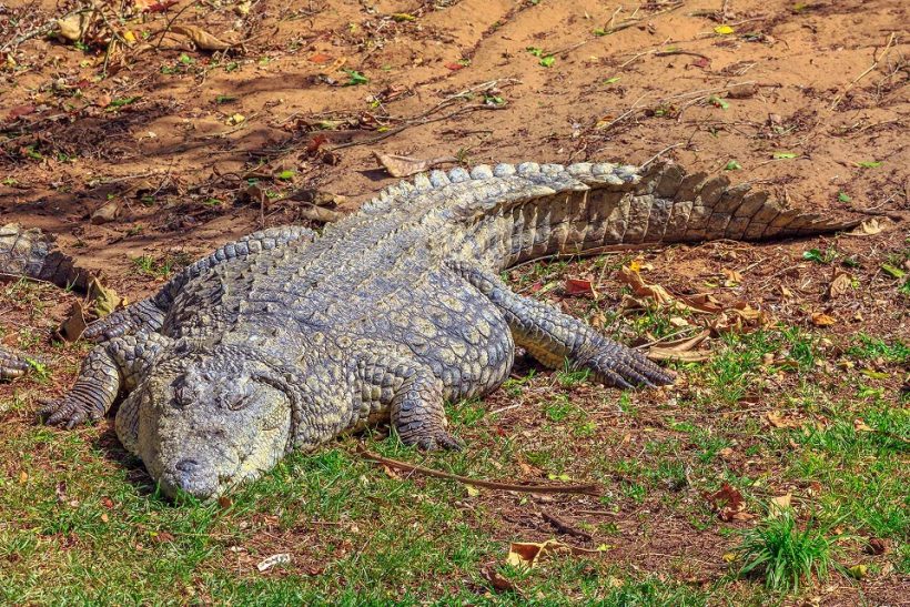 croc-isimangaliso-1 croc-isimangaliso-1