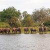 elephants