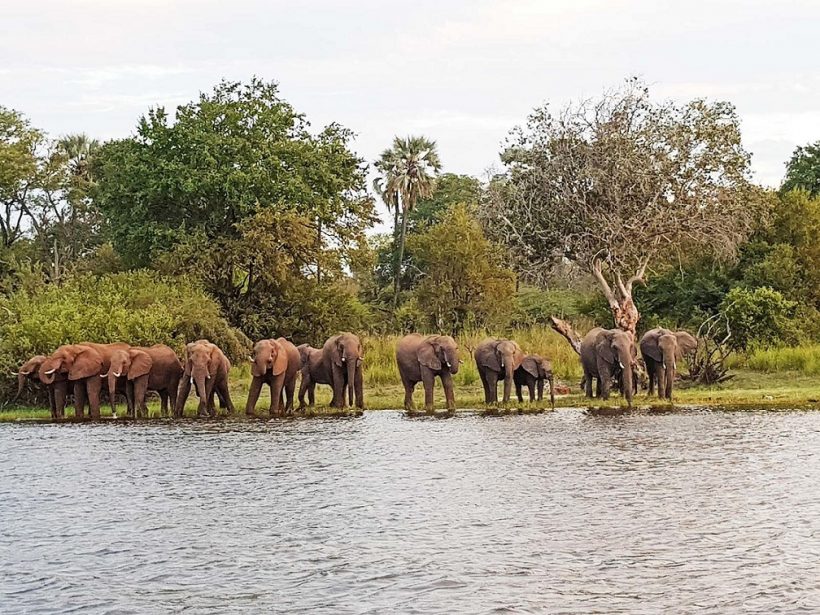 elephants