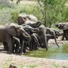 elephants-drinking-water-1024×683-v1