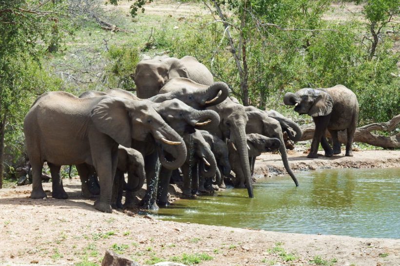 elephants-drinking-water-1024×683-v1