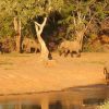 elephants-playing-1024×615-v2