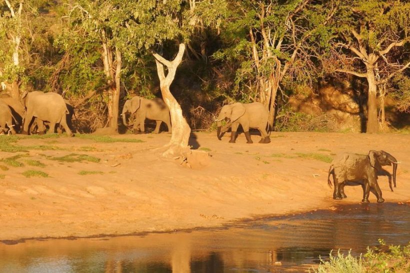 elephants-playing-1024×615-v2