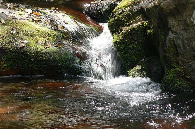 forestcreek01 forestcreek01