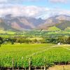 franschhoek-vineyards-1