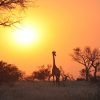 giraffe-1042618_960_720