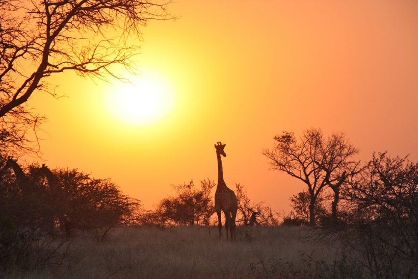 giraffe-1042618_960_720