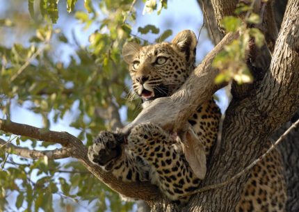 3 Nights Kruger Park Safari