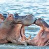 hippo-isimangaliso-1 hippo-isimangaliso-1