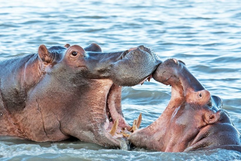hippo-isimangaliso-1 hippo-isimangaliso-1