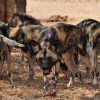 hoedspruitendangeredspeciescentre_29-x_large