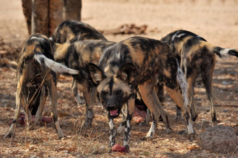 hoedspruitendangeredspeciescentre_29-x_large