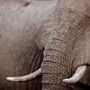 ivory-wilderness-river-rock-lodge-wildlife-2