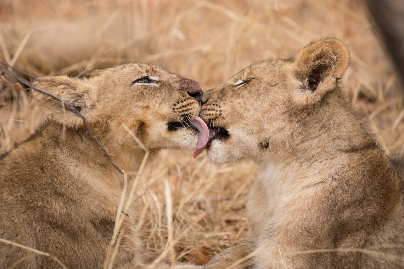 karongwe-121