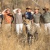 karongwe-232